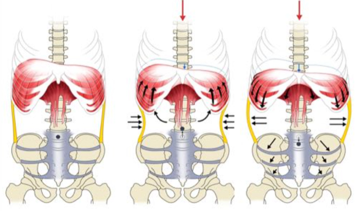 Drei anatomische Diagramme zeigen die Bewegung von Zwerchfell, Bauchmuskulatur und Becken bei axialer Belastung der Wirbelsäule
